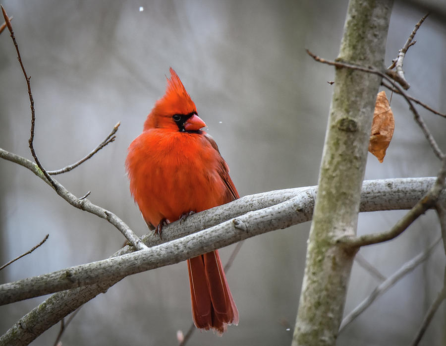 Cardinal  Photograph by Michelle Wittensoldner