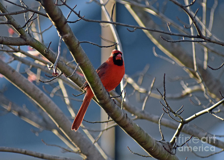 Cardinal on Bare Tree Photograph by Lydia Holly