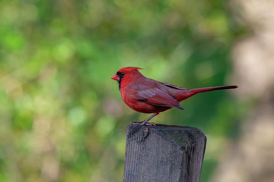 Cardinal on fence post Photograph by Dan Friend