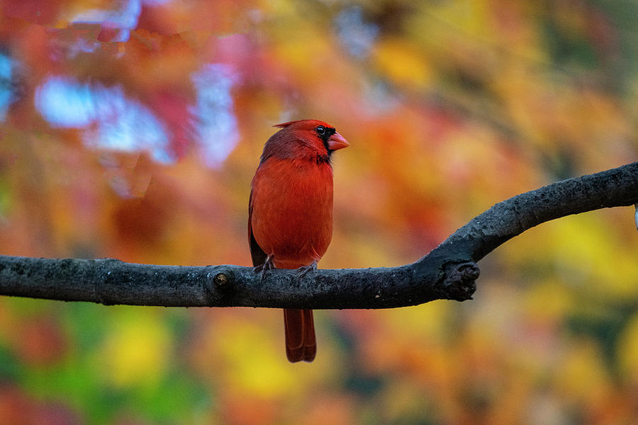 Cardinal on limb in fall Photograph by Dan Friend
