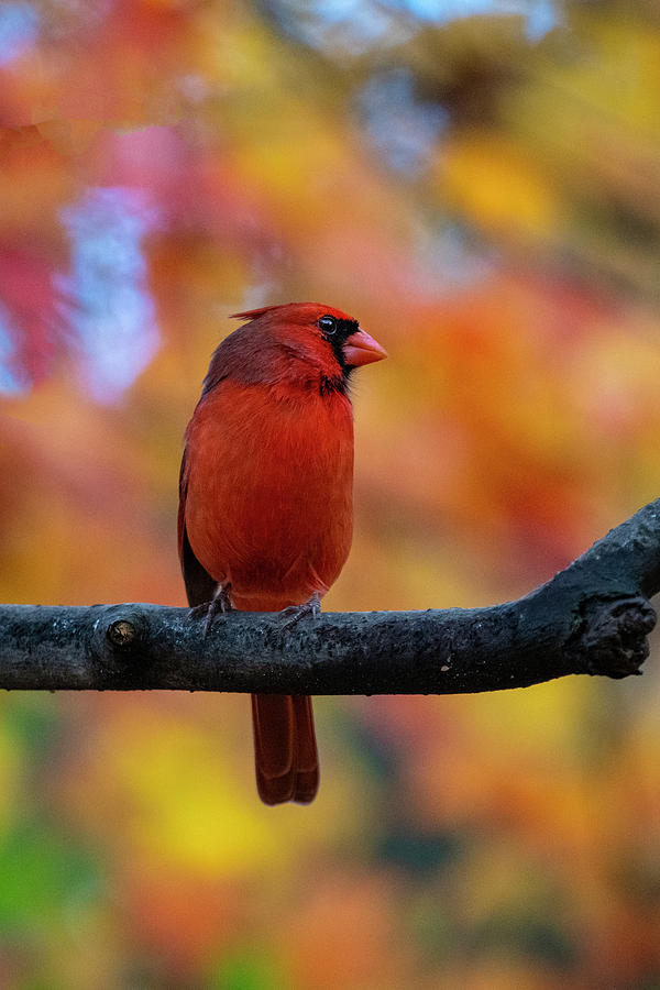 Cardinal on limb in fall in front of fall foliage Photograph by Dan Friend