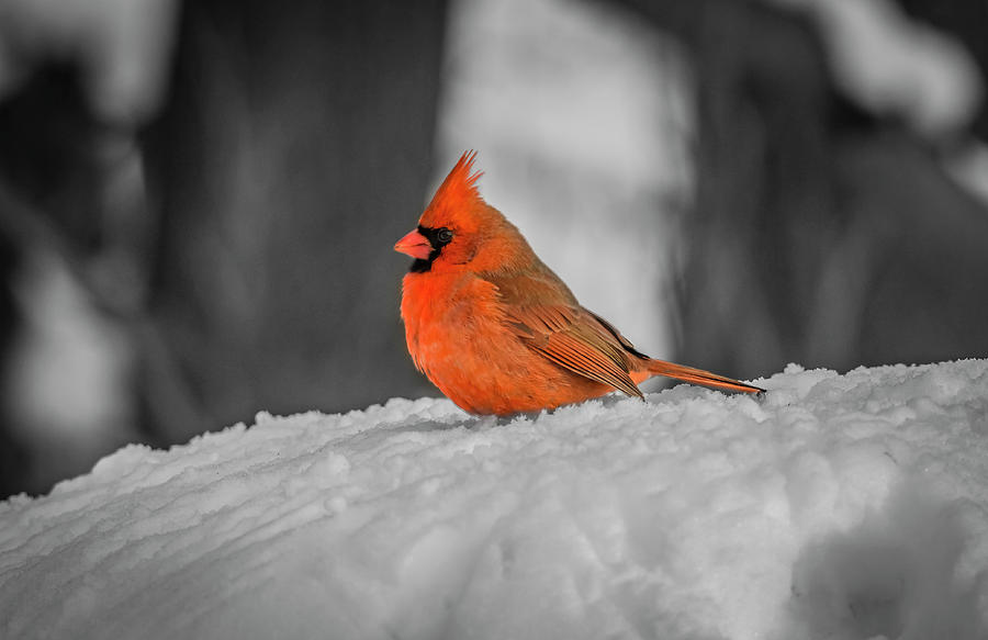 Winter Photograph - Cardinal On Snow by Ray Congrove