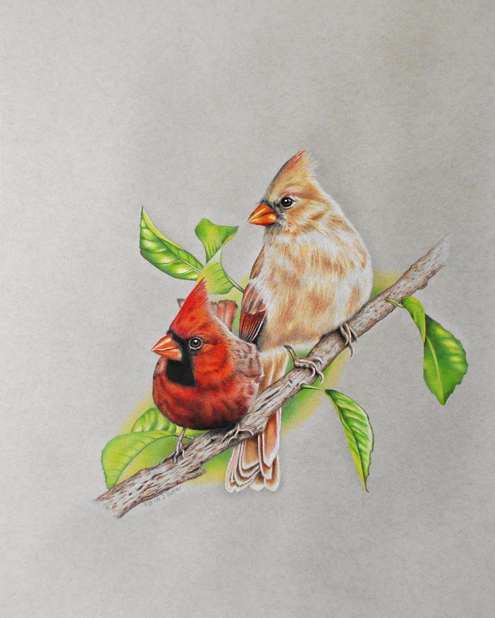 Cardinal Drawing - Cardinal Pair by Karrie J Butler Cardinal Drawing - Cardinal Pair by Karrie J Butler
