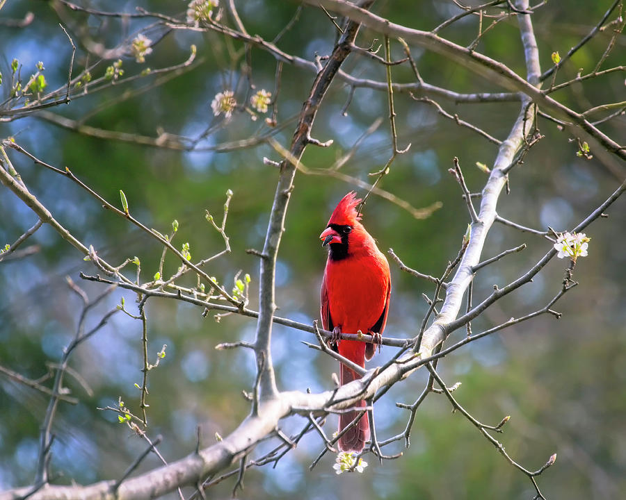 Cardinal Perched In Spring Blooms Photograph by Laura Vilandre - Pixels