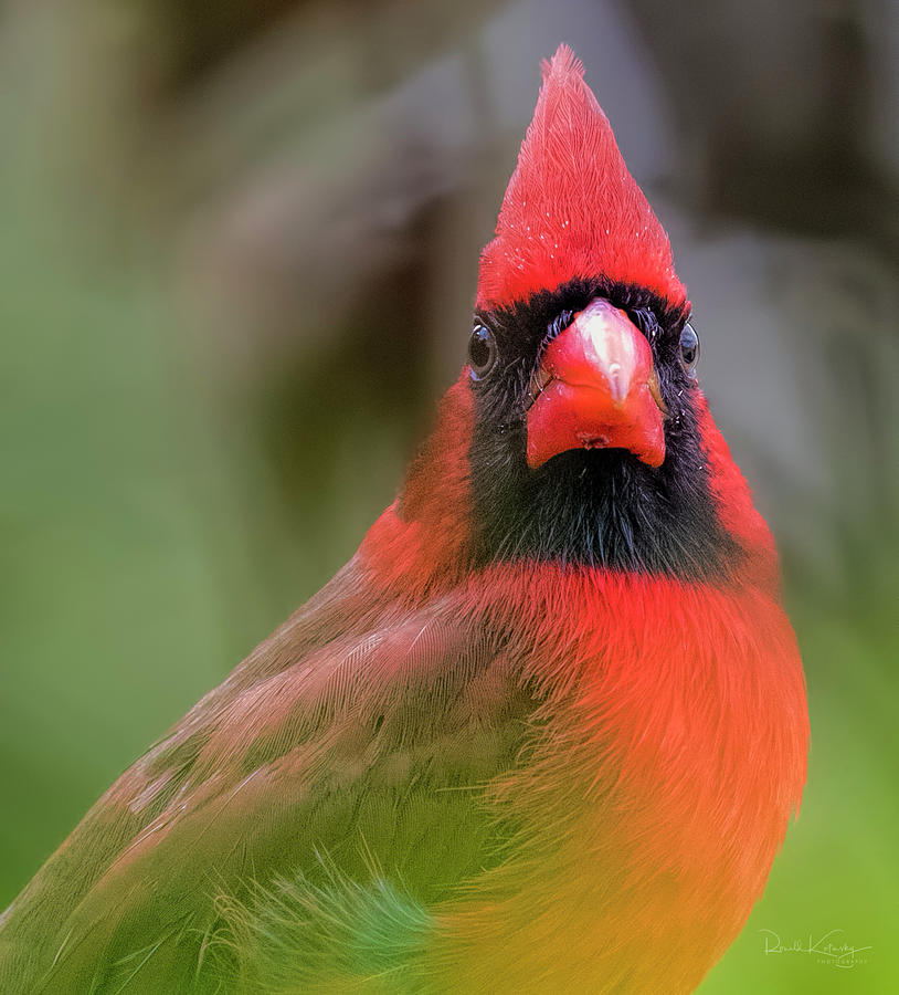 Cardinal Portrait Photograph by Ronald Kotinsky - Fine Art America