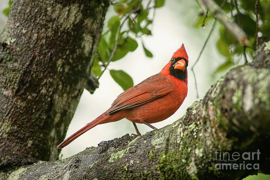 Cardinal Pose Photograph