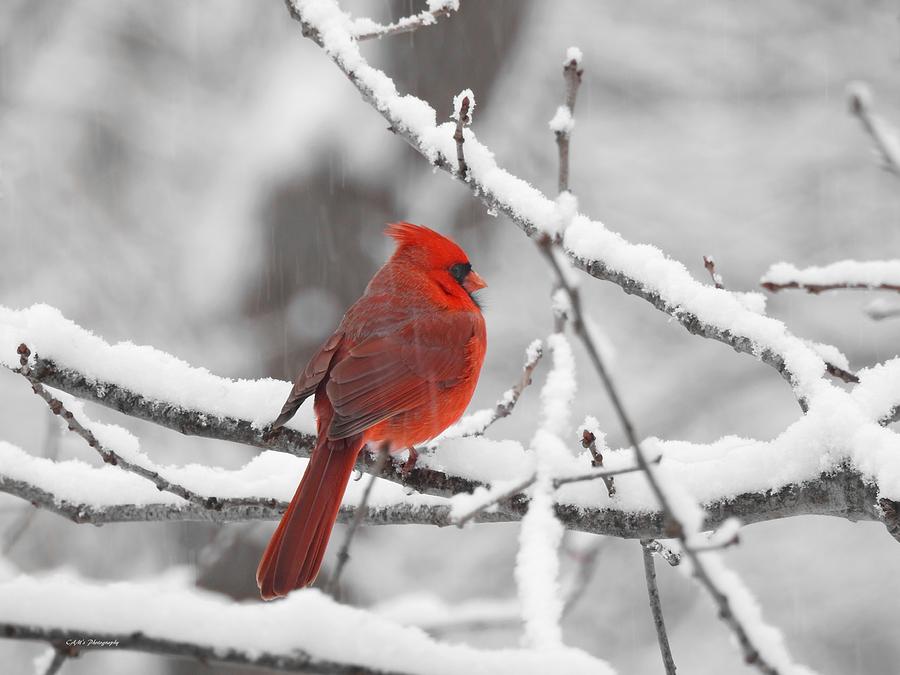 Cardinal Christmas Visit Photograph by Carmen Macuga - Fine Art America