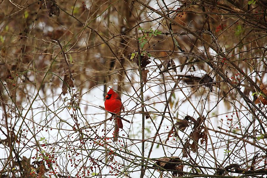 Cardinal Photograph by Scott Burd