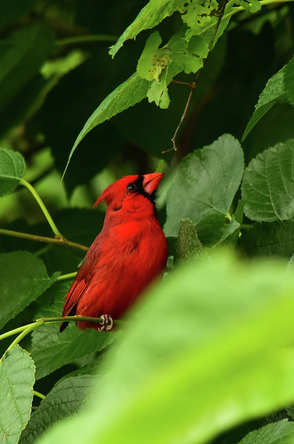 Cardinal Photograph - Cardinal Seeking Escape Route by William Tasker