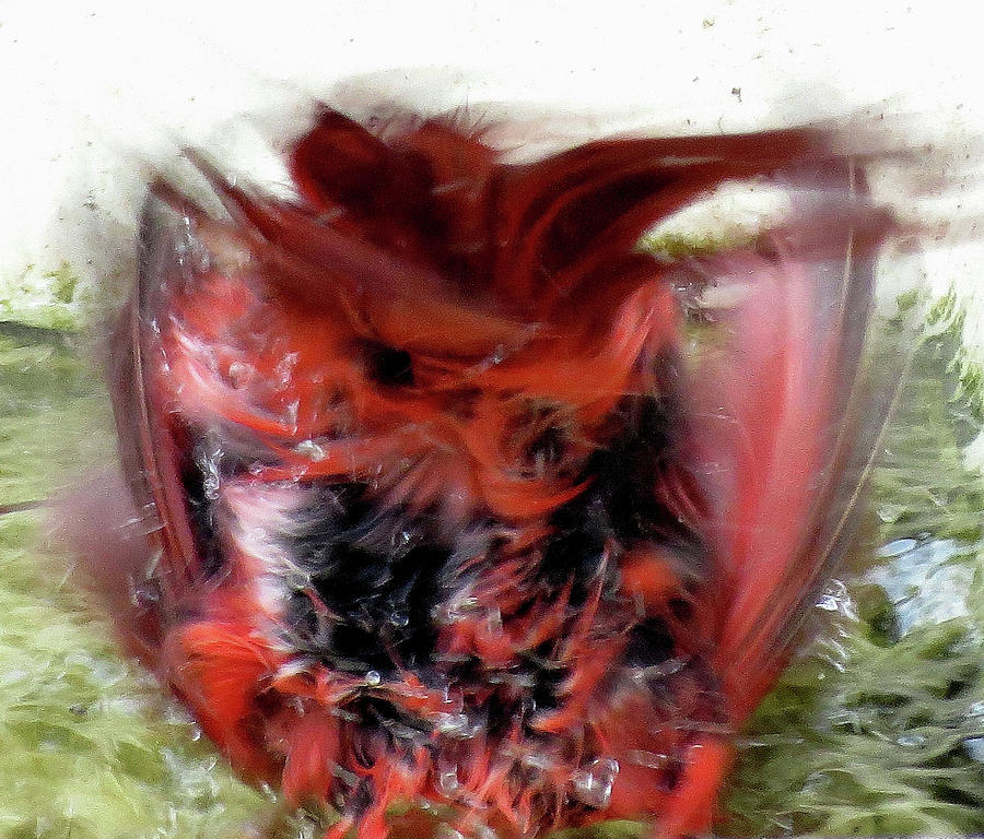 Cardinal Splashing in Birdbath One Photograph by Linda Stern