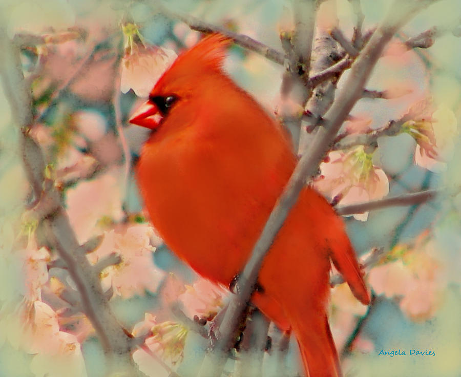 Cardinal Spring Photograph by Angela Davies