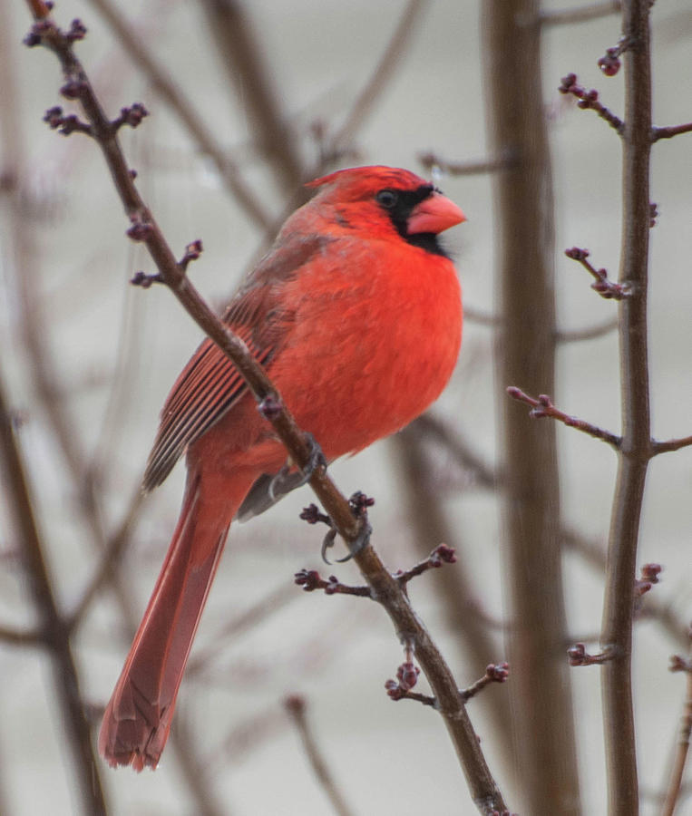 Cardinal Photograph by Wendy Carrington