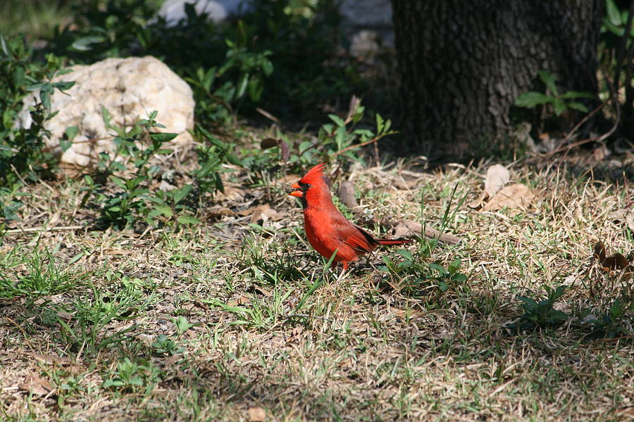 Cardinal Photograph - Cardinal with food in his beak by Cathy Harper