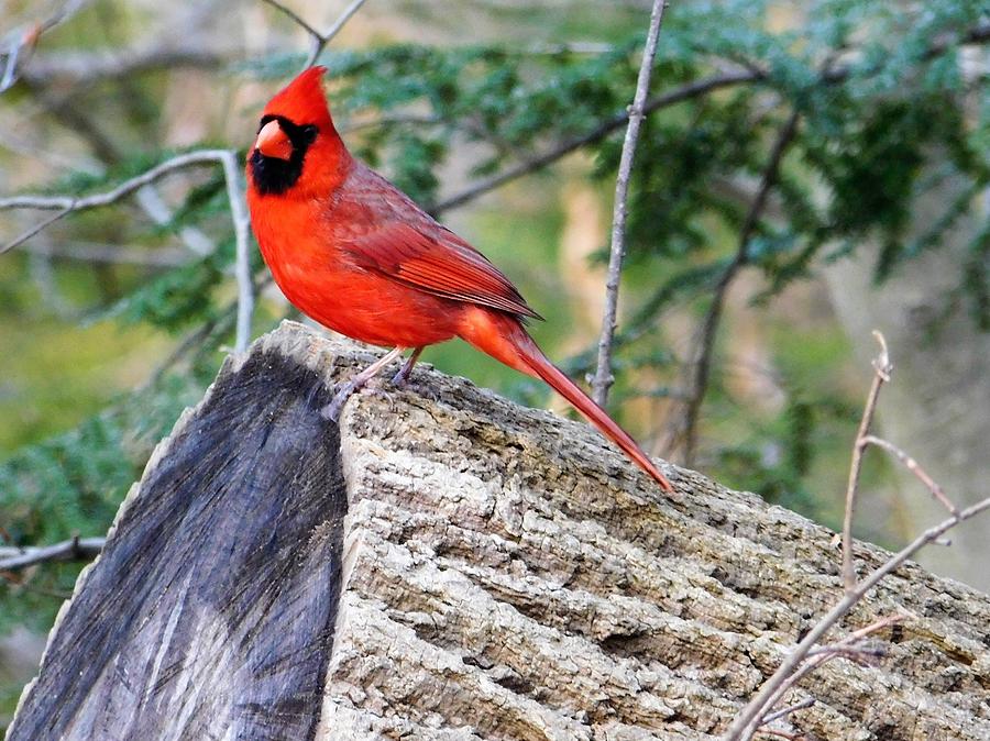 Cardinal Woods Ohio Photograph