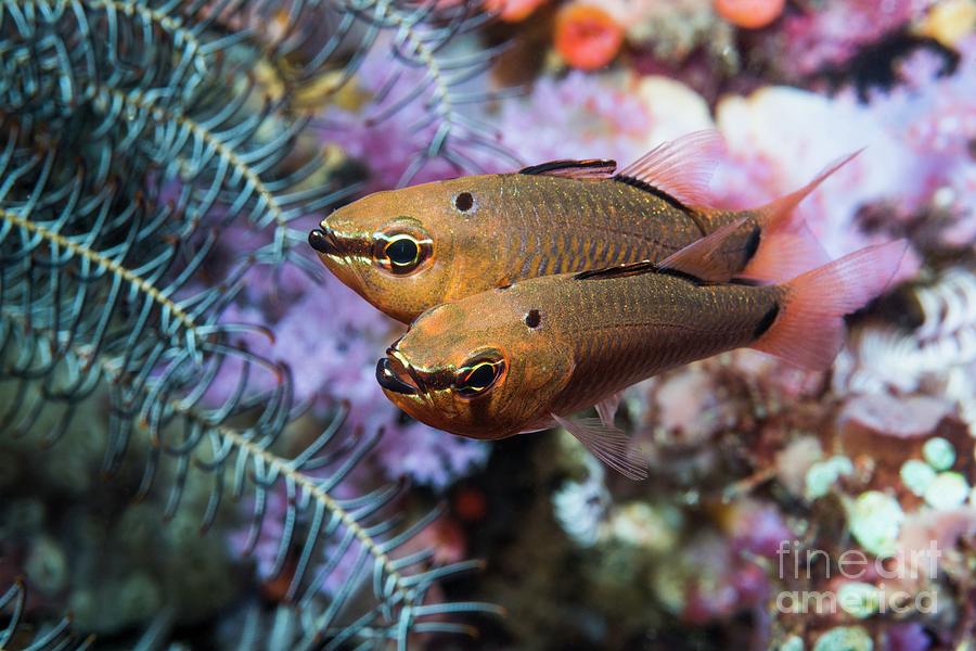 Wildlife Photograph - Cardinalfish On Coral Reef by Georgette Douwma/science Photo Library