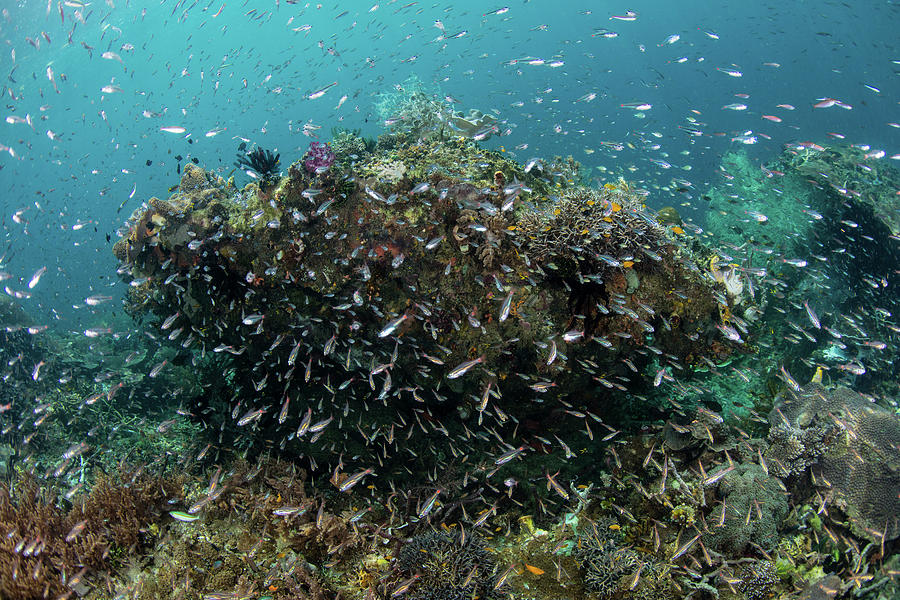 Cardinalfish Swarm Over A Coral Reef Photograph by Ethan Daniels
