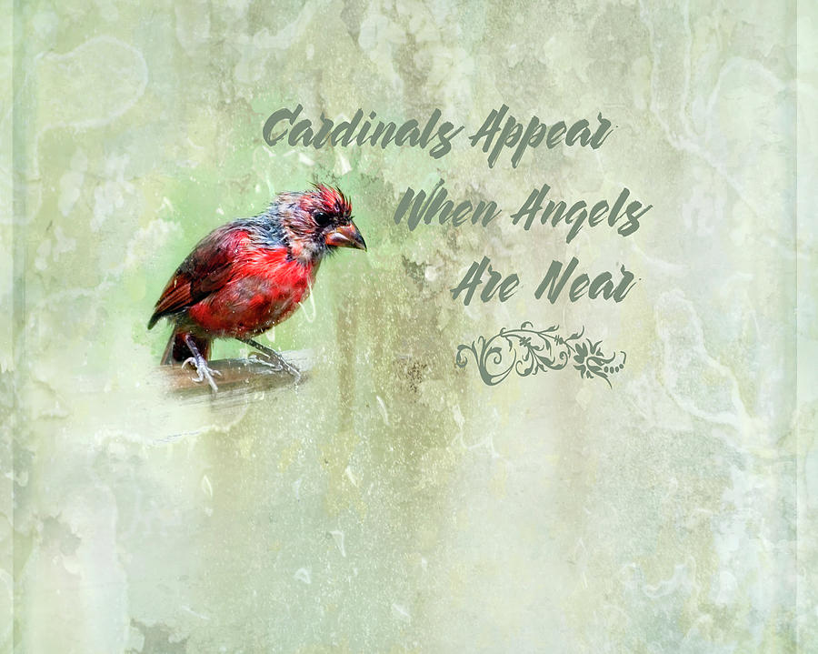 Cardinals Appear When Angels Are Near Photograph by Laura Vilandre
