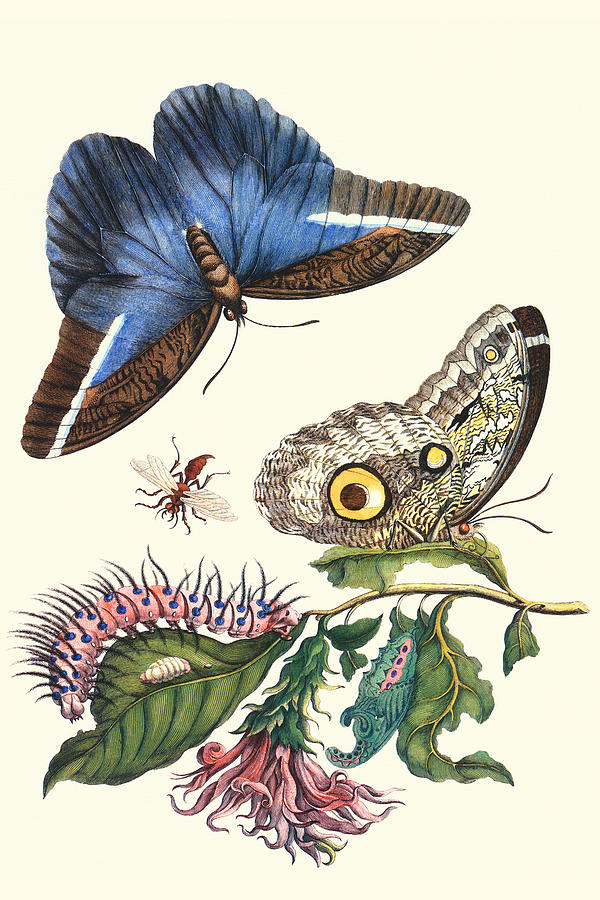Cardinals Guard Butterfly with Idomeneus Giant Owl Butterfly Painting by Maria Sibylla Merian