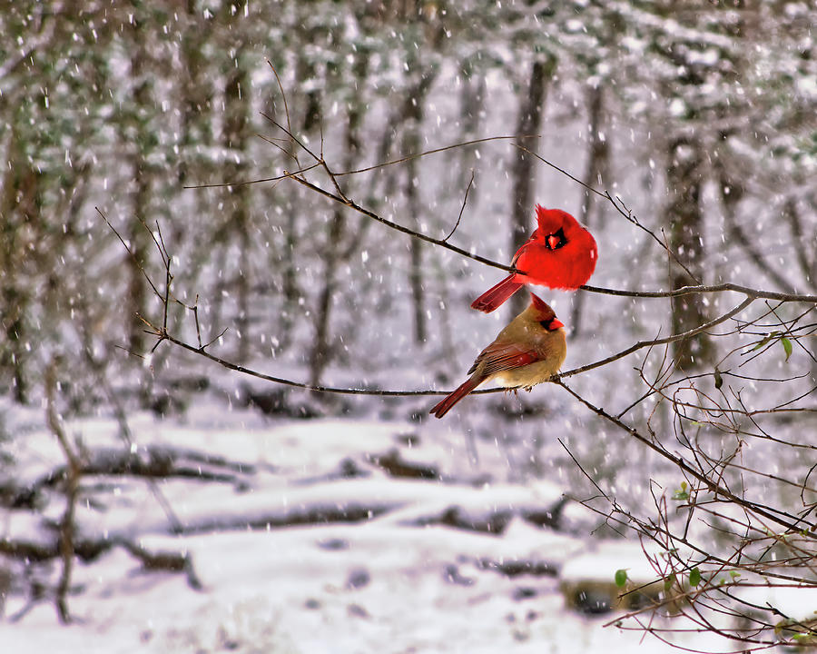 Cardinals In the Snow Photograph by Laura Vilandre