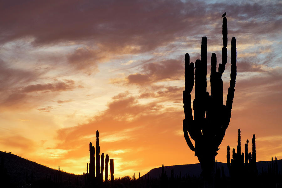 Cardon Cactus, Baja California, Mexico Digital Art by Natalino Russo