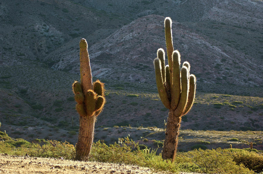 Cardon Cactus Digital Art by Heeb Photos - Fine Art America