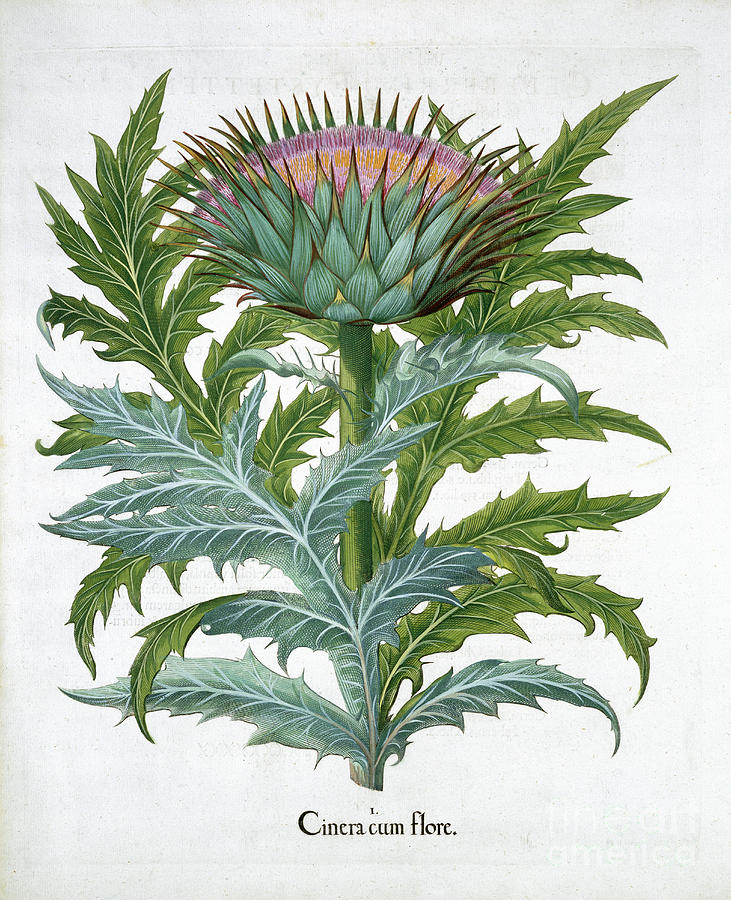 Cardoon 1613 Drawing by Heritage Images