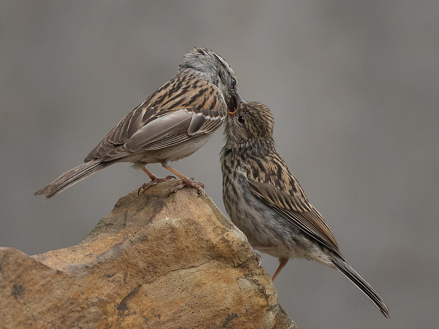 Sparrow Photograph - Care by Patrick Dessureault