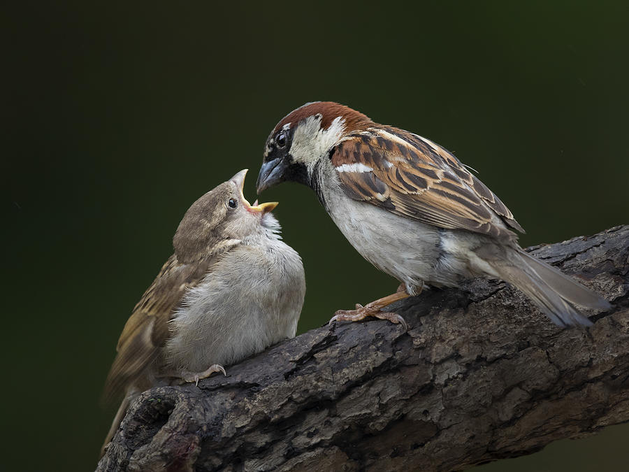Sparrow Photograph - Care by Young Feng