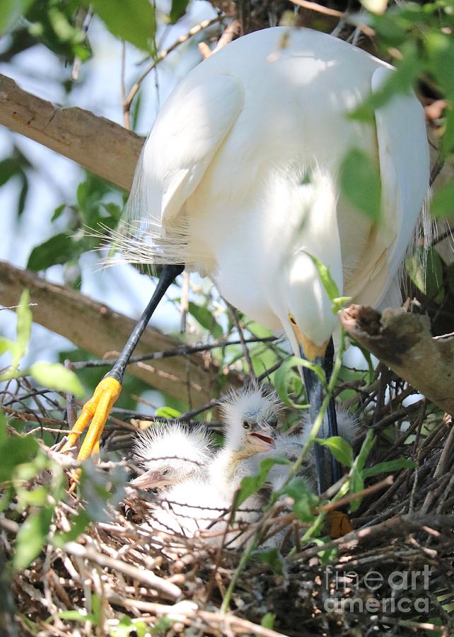 Careful Egret Mom With Chicks Photograph
