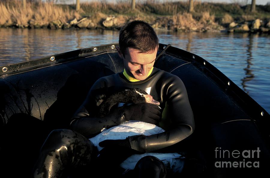 Carer Hugging A Black Necked Swan Photograph by Patrick Landmann/science Photo Library