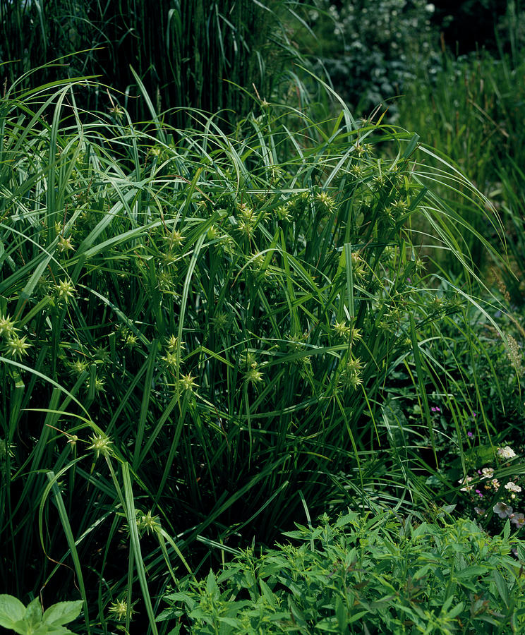 Carex Grayi Photograph by Friedrich Strauss