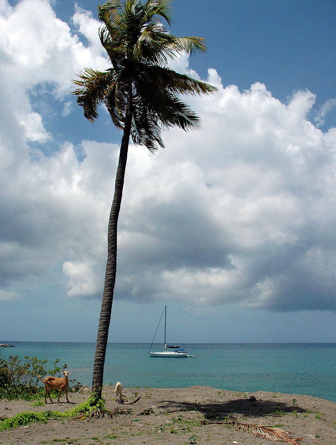 Caribbean Afternoon Photograph by Mark Duehmig