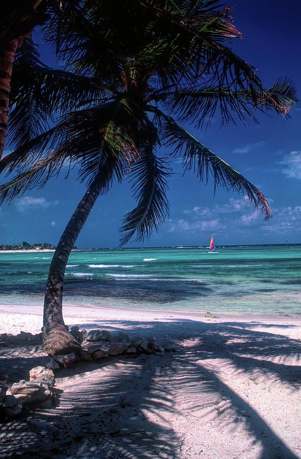 Tree Photograph - Idyllic Caribbean Beach by David Smith