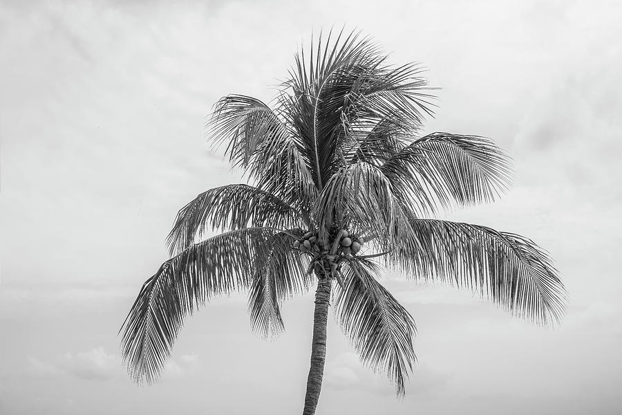 Caribbean Coconut Palm Photograph by Robert Wilder Jr