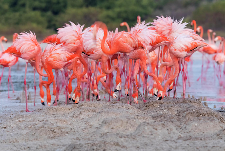 Caribbean Flamingo Building Practice Nest Mexico Photograph By Claudio