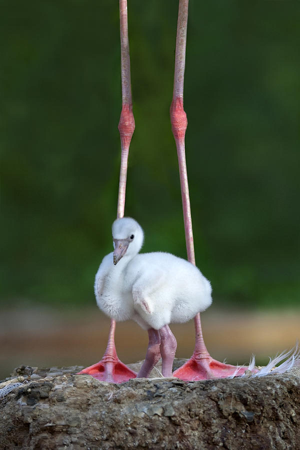 Flamingo Photograph - Caribbean Flamingo Chick by Xavier Ortega