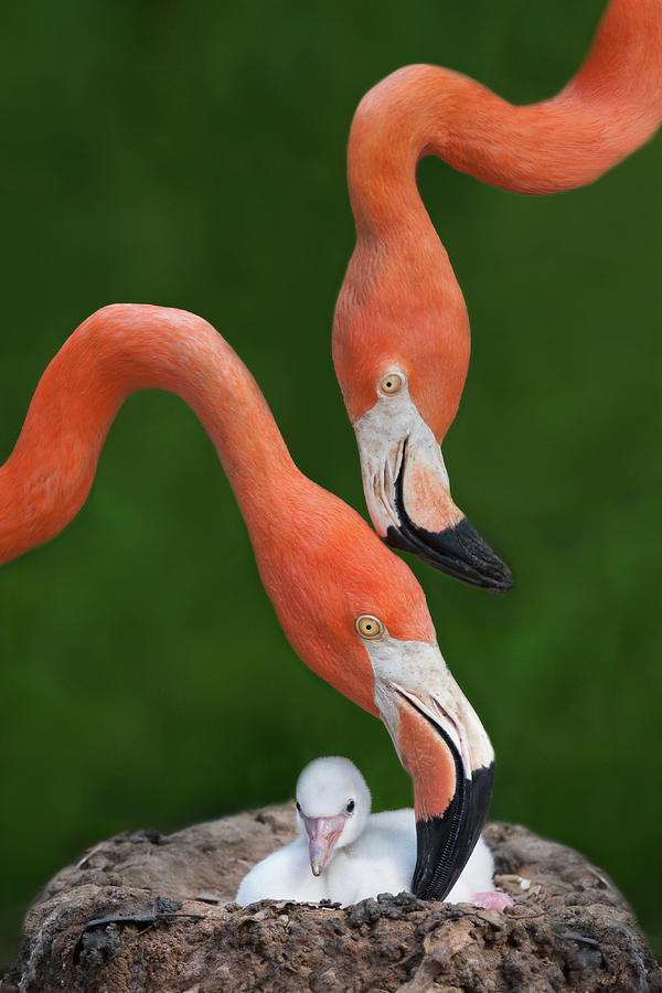 Caribbean Flamingo Family Photograph by Xavier Ortega