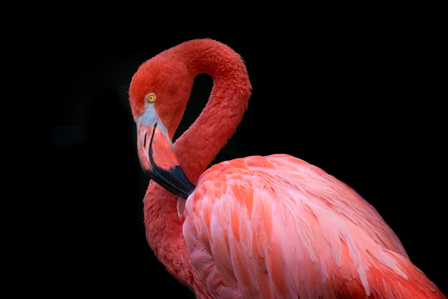 Caribbean Flamingo Photograph by Natalia Rublina - Fine Art America