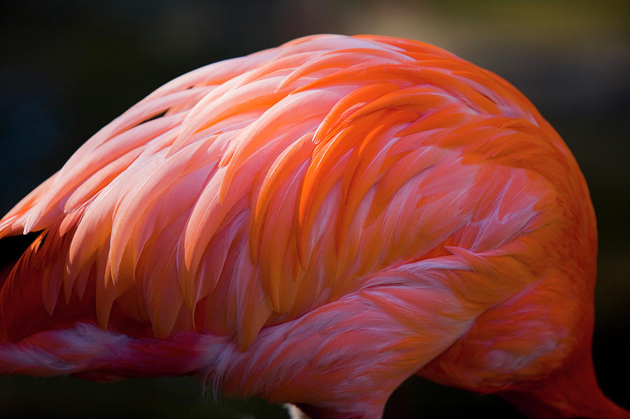 Caribbean Flamingo Phoenicopterus Ruber by Yoshito Nozaki