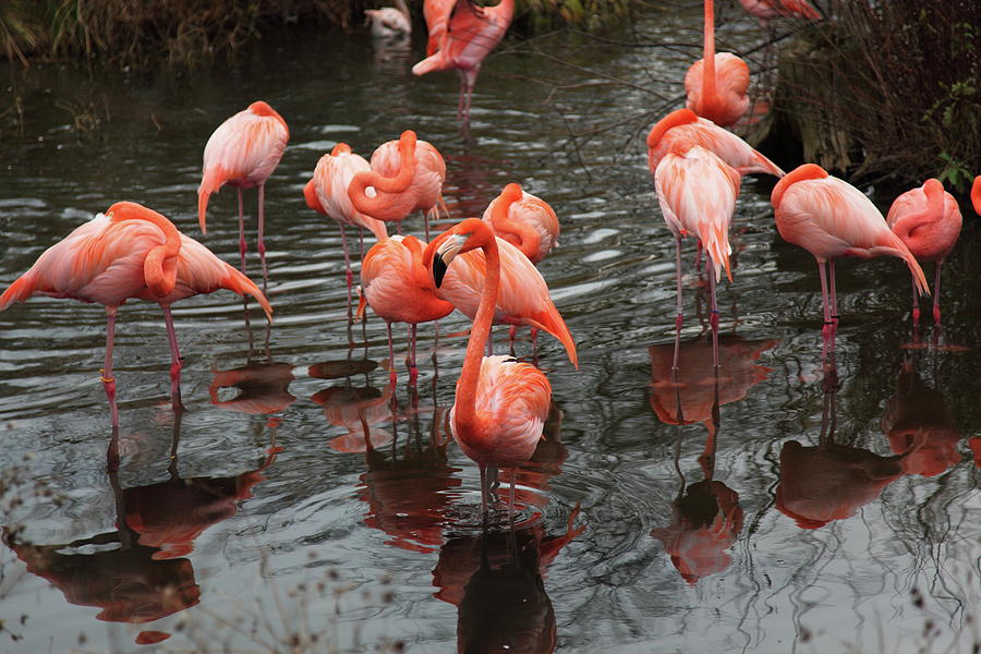 Caribbean Flamingo Photograph by Sebastian Santa