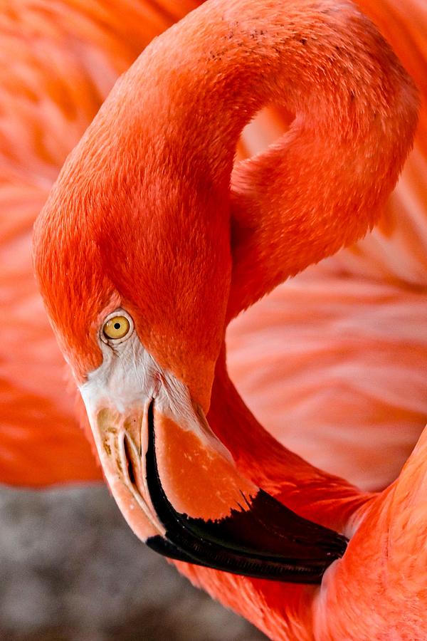 Caribbean Flamingo Photograph by Susan Rydberg