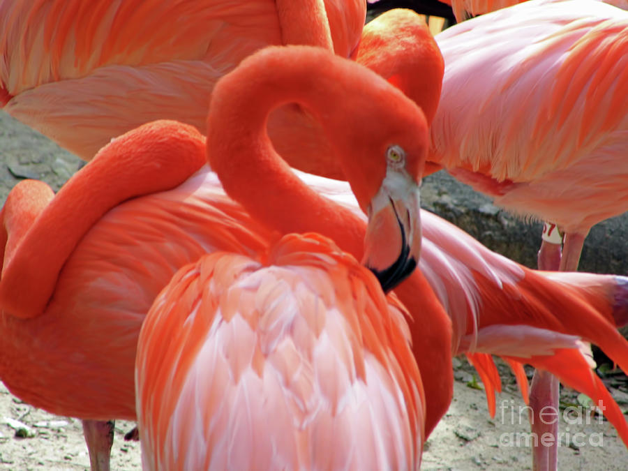Caribbean Flamingos Photograph by D Hackett