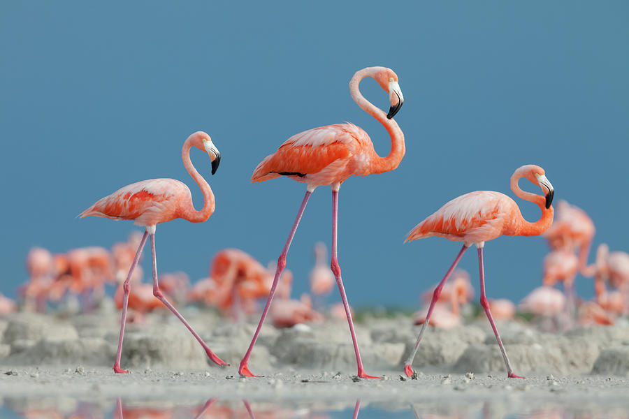 Caribbean Flamingos Three Adults Walking, Yucatan, Mexico Photograph by ...