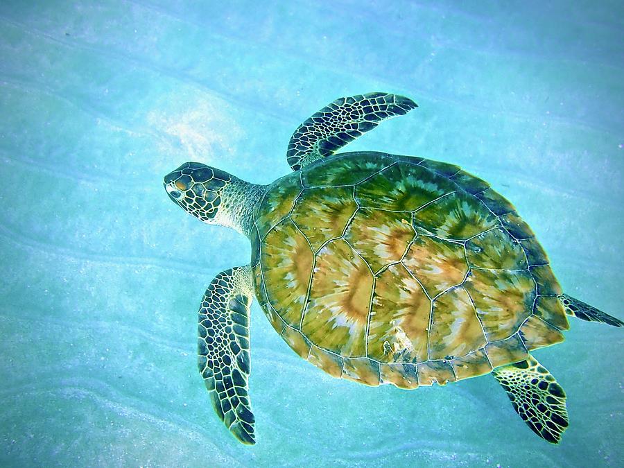 Caribbean Green Sea Turtle Photograph By Annette Kirchgessner