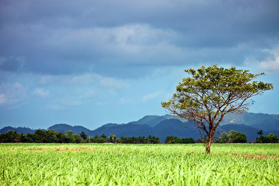 Caribbean Landscape Photograph by Peeterv