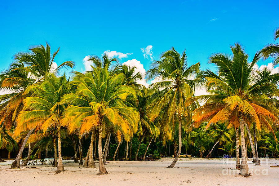 Sunrise Photograph - Caribbean Landscape With A Clear Sky by Marco Bicci Sunrise Photograph - Caribbean Landscape With A Clear Sky by Marco Bicci