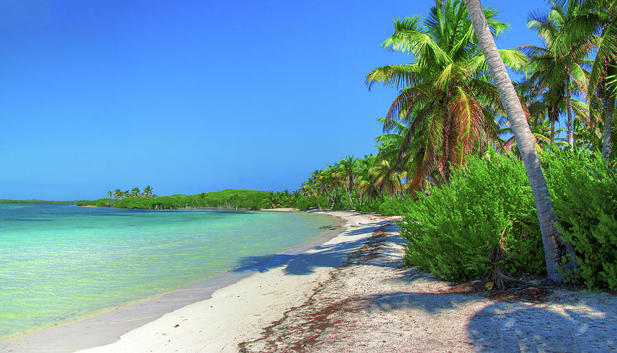Caribbean palm beach Photograph by Sun Travels