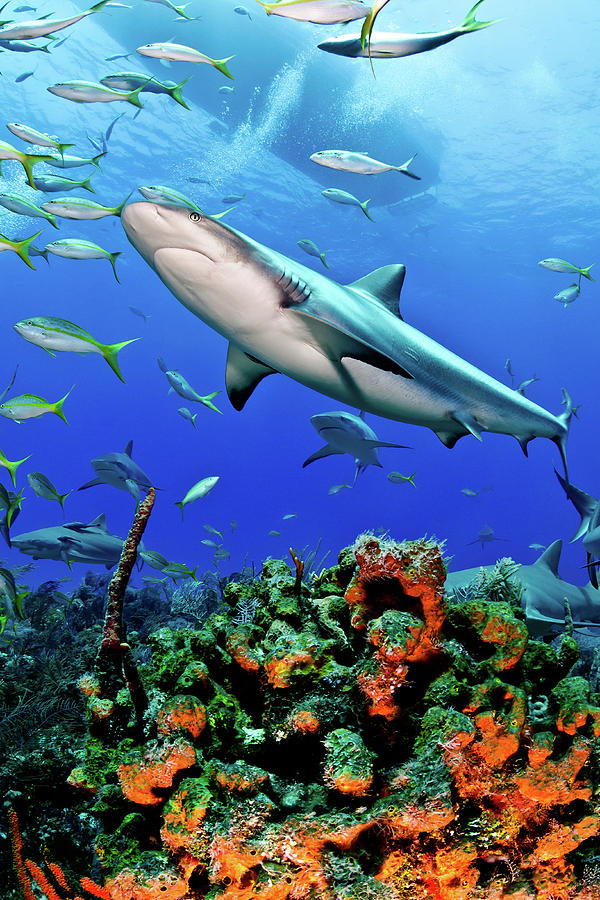 Caribbean Reef Shark And Reef Photograph by Todd Bretl Photography