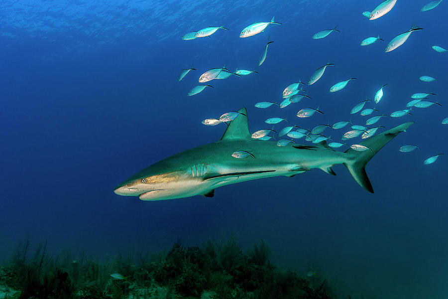 Caribbean Reef Shark Carcharhinus Photograph by Bruce Shafer