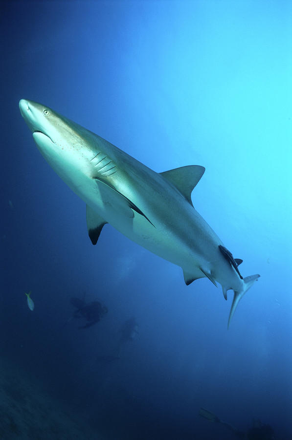 Caribbean Reef Shark Carcharhinus Photograph by Michael Lawrence